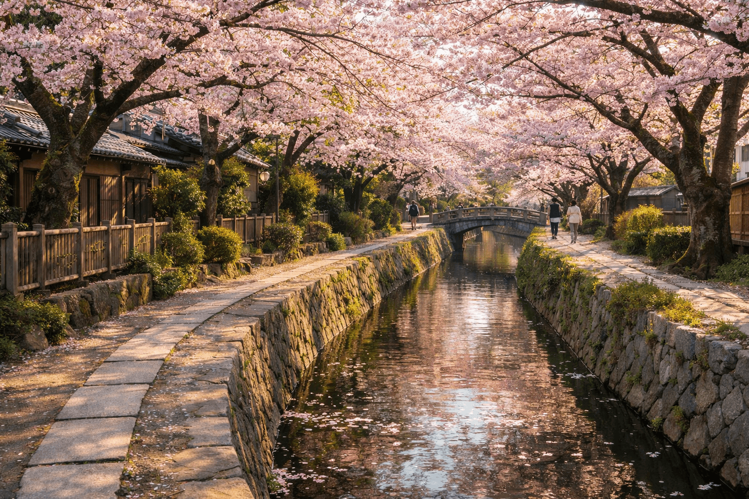 Philosopher's Path Cherry Blossoms